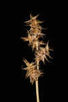 Ddioecious sedge